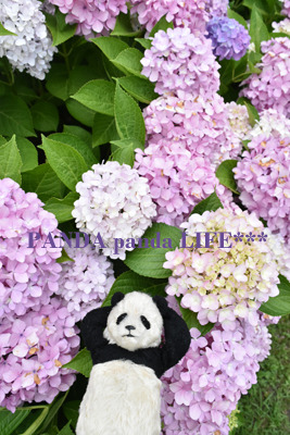 Img_f94b77cf1ae4c50d7facea4da6a753fe